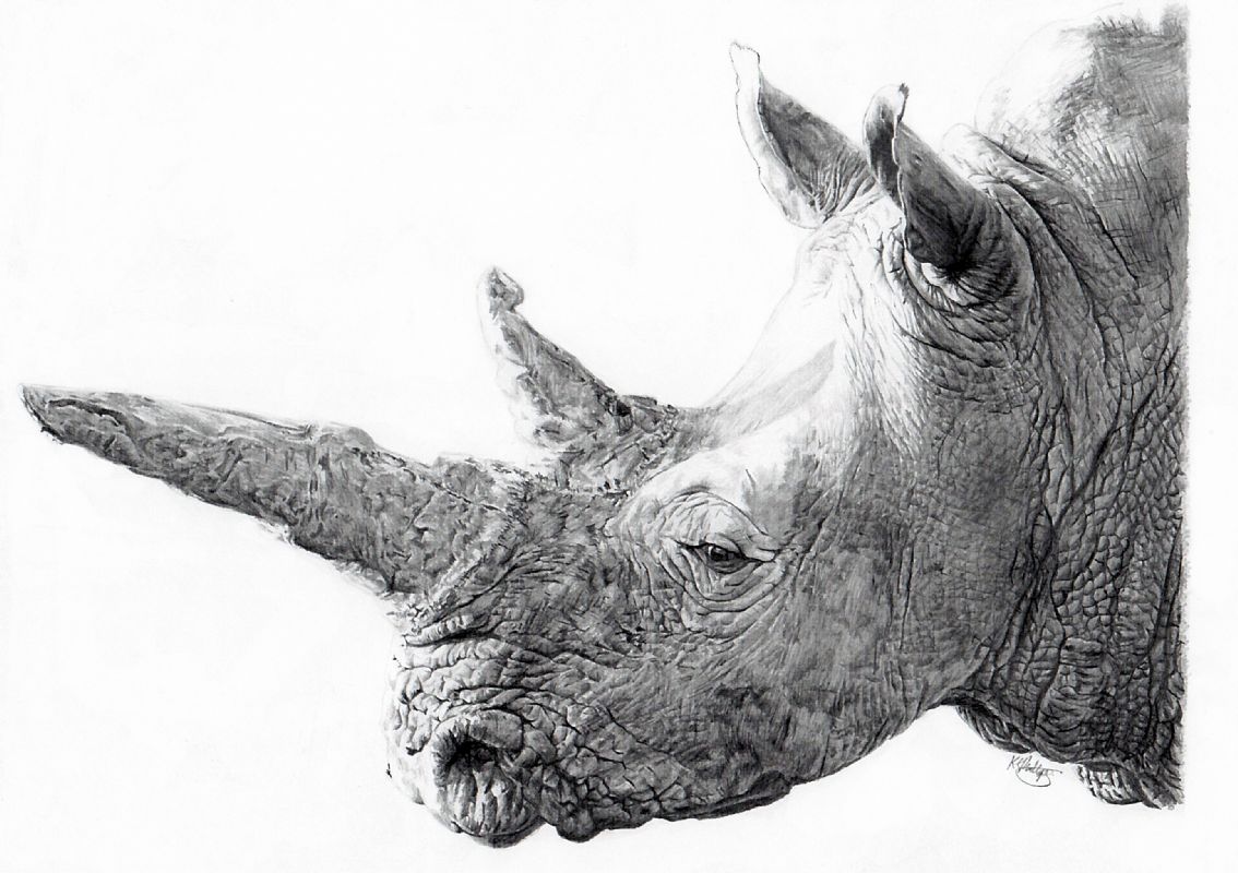 Rhino Profile