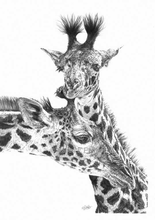 Giraffes