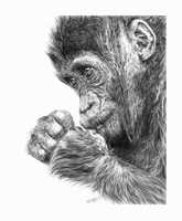 Gorilla Infant