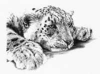 Snow Leopard