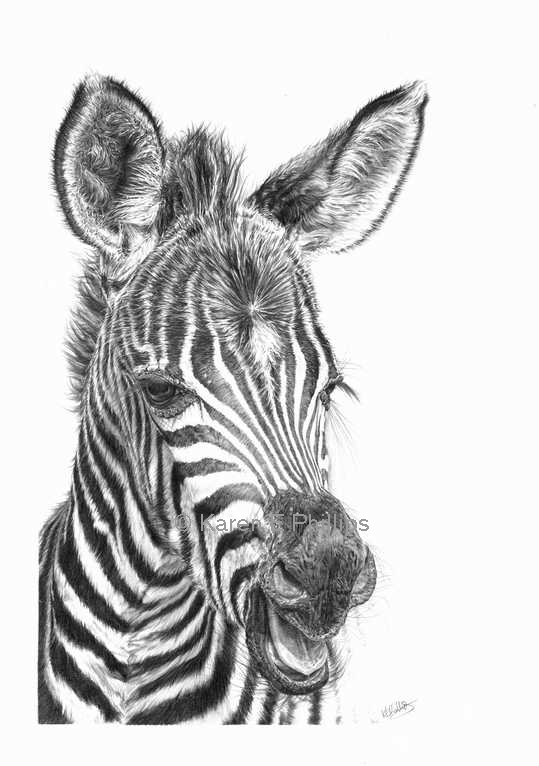 Zebra Foal